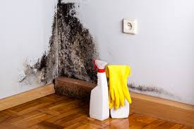 Trusted Aberdeen, MD Mold Removal Experts